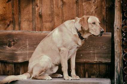 PEMF Therapy Can Help Dogs With Arthritis