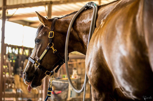 PEMF Complete Training: The Essential Guide to Mastering Pulsed Electromagnetic Field Therapy