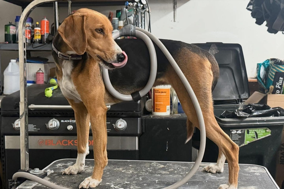 PEMF Therapy for Dogs: Supporting Therapy Dogs, Working Dogs, and Beloved Family Pets