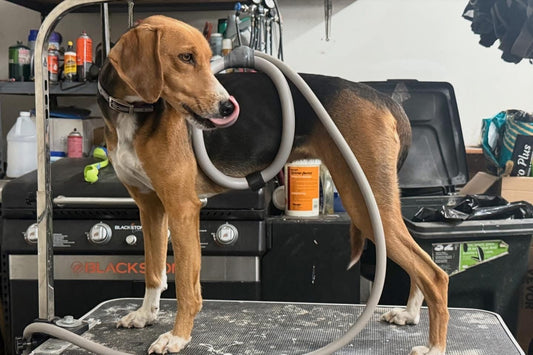 PEMF Therapy for Dogs: Supporting Therapy Dogs, Working Dogs, and Beloved Family Pets