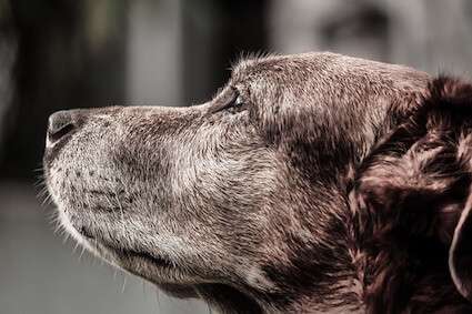 PEMF Therapy: A New Trick for Old Dogs