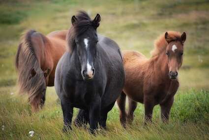 5 Ways Equine PEMF Therapy Can Help Your Horse