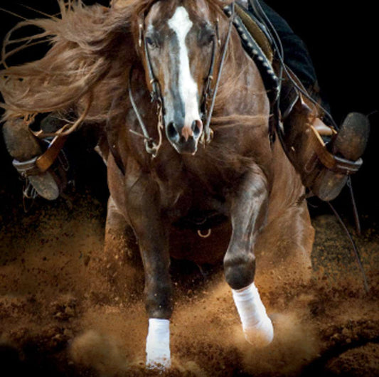 Reining Horses Injury Prevention and Recovery