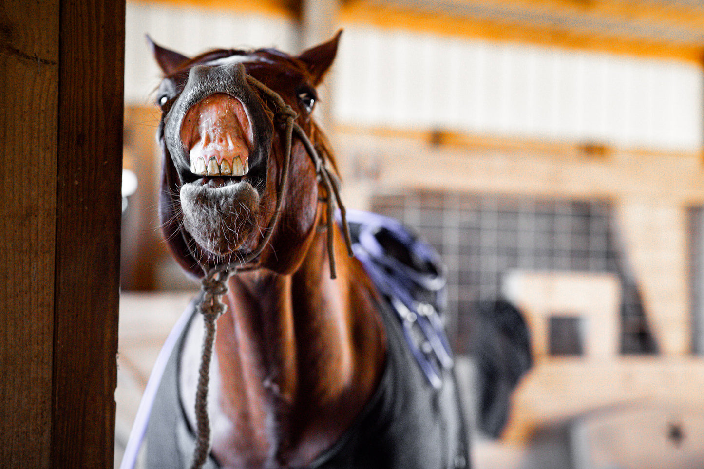 Comforter EQ Blanket