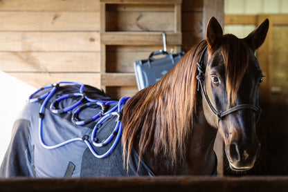 Comforter EQ Blanket