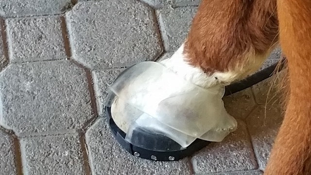 Mag Disc Hoof Pro Kit