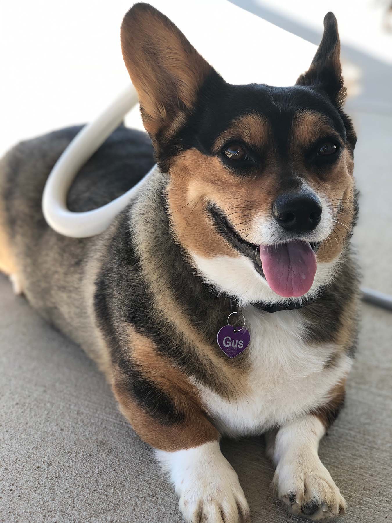 Happy Corgi dog with tongue out, wearing Gus name tag, PEMF loop on its back