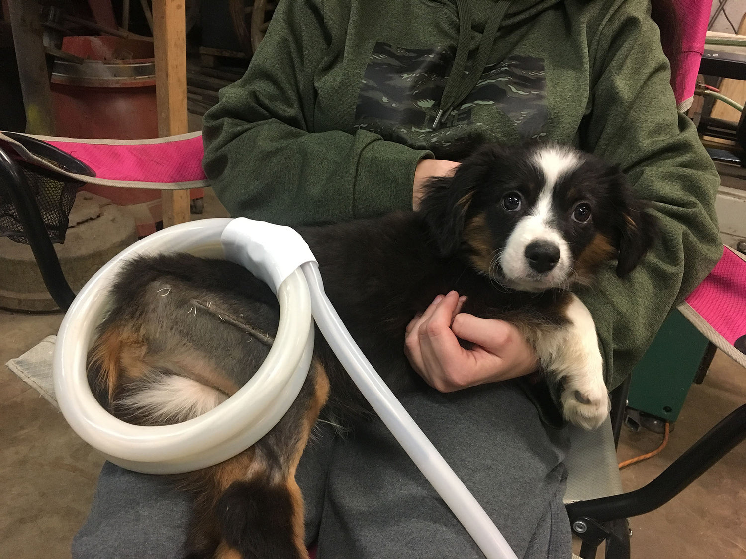 Dog sitting in owner's lap with a PEMF loop