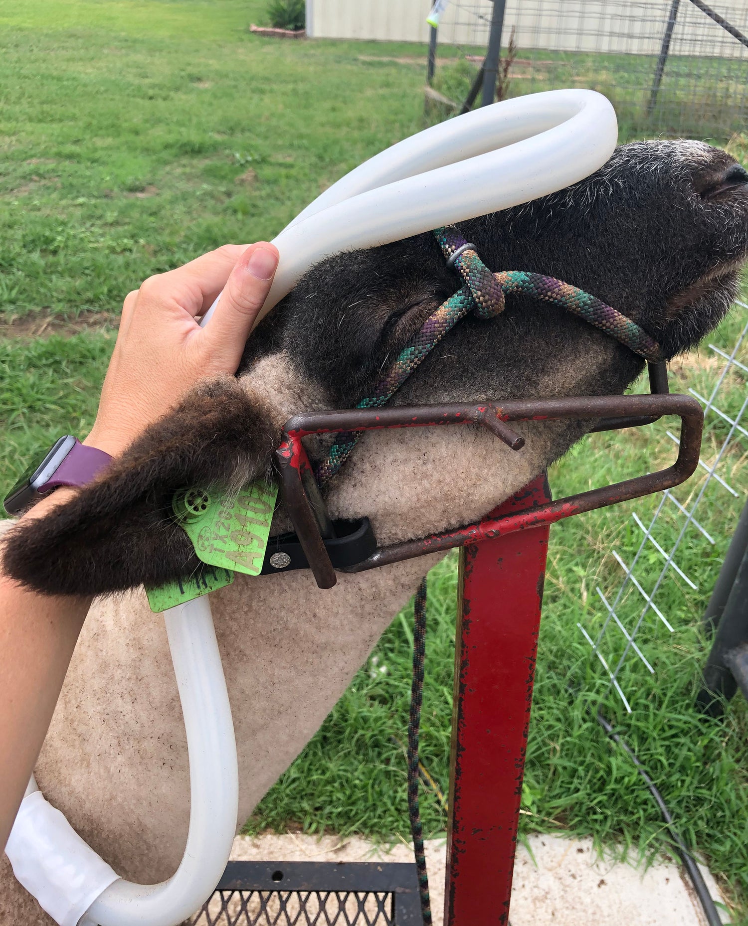 Show animal receiving PEMF therapy